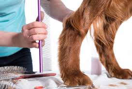 This is a situation where a hair on the human body curls or grows completely under your skin. Help Dog Bottom Red And Swollen Diy Natural Treatment Pawleaks