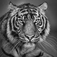 Find the perfect animal drawing stock photos and editorial news pictures from getty images. 10 Best Black White Animal Ideas Pencil Drawings Of Animals Cool Pencil Drawings Animal Drawings