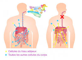 Retrouvez l'actualité de votre programme minceur et de la communauté d'utilisateurs : Jeune Intermittent Ses Incroyables Bienfaits Pour Detoxiner Et Purifier Notre Corps Manger Vivant