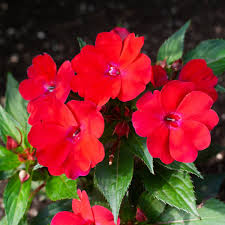 Image result for Impatiens kivuensis