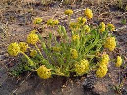 Image result for Gnidia chapmanii