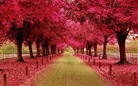 These nature pictures include serene pictures of trees, lakes, plants, flowers, outdoor animals, seascapes and more. Flower Tree Wallpapers Wallpaper Cave