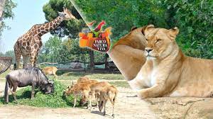 2018 parco natura viva safari park and zoo in bussolengo localita figara 40 about 42 miles west of vicenza open through de dog friends zoo safari park