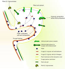 Maybe you would like to learn more about one of these? The Fungal Specific B Glucan Binding Lectin Fgb1 Alters Cell Wall Composition And Suppresses Glucan Triggered Immunity In Plants Nature Communications