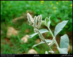 Image result for Aerva javanica