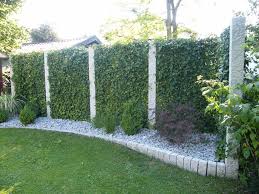 Mobilane Fertighecke Efeuhecke Efeusichtschutz Heckenelemente Aus Efeu Rotbuche Hainbuche Euonymus Sichtschutz Dire In 2020 Hedges Patio Plants Outdoor Landscaping