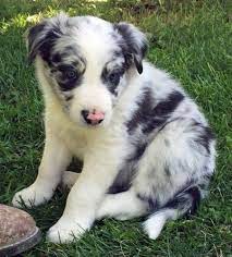 Border Collie Pups For Sale Border Collie Puppies Collie Puppies For Sale Border Collie