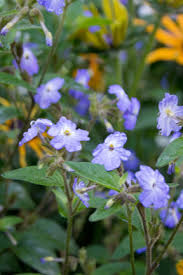 Image result for Browallia americana