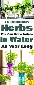 10 Of The Most Delicious Herbs That You Can Grow Indoor In Water All Year Long Indoorplants Houseplant Indoor Herb Garden Home Vegetable Garden Herbs Indoors