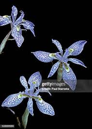 Image result for Moraea simulans