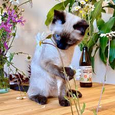 Why buy a kitten for sale if you can adopt and save a life? Siamese Kittens For Sale Siamese Cat For Sale Siamese Kitty