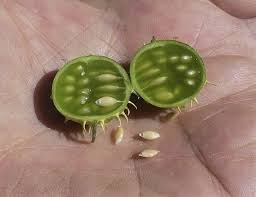 Image result for Cucumis myriocarpus