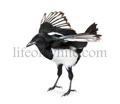 These big, sooty birds thrive among humans and in the back of. Life On White Common Magpie Pica Pica Spreading Wings To Take Off In Front Of White Background