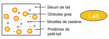 Matiere Grasse Du Lait Creme Et Beurre