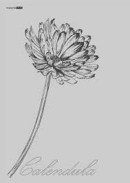 Calendula Flower Tattoo Birth Flower Tattoos Beautiful Flower Tattoos Flower Tattoos