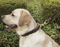 How To Clean A Dog Collar Orvis News