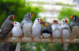 Most relevant best selling latest uploads. To Master New Songs Zebra Finches Seek Their Mother S Approval