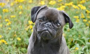 Maybe you would like to learn more about one of these? Flower Names For Dogs 295 Ideas My Dog S Name
