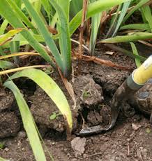 If they are german iris , perhaps you mean rhizomes? Dividing Bearded Iris Wisconsin Horticulture
