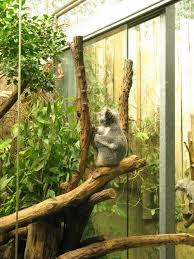 Koala Im Duisburger Zoo Duisburg