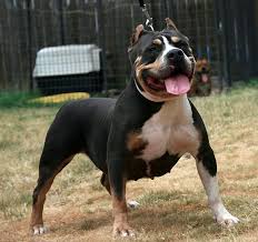 Pups pedigree is 2x ch lucy luciano, 1x grch shamrock, 1x ch stache, 1x statik. Pitbull Puppies For Sale Tri Color American Bullies Pitbull Puppies Pitbull Puppies For Sale American Pitbull Terrier