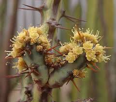 Image result for Euphorbia schinzii