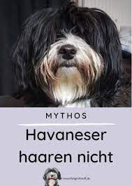 blog mit wuff hundeblog mythos havaneser haaren nicht havaneser hunderassen hundepflege