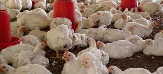Baik harga ayam per kilo maupun per ekornya. Harga Ayam Broiler Hari Ini Update Terbaru 2020