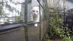 Check spelling or type a new query. It Was Love At First Sight Mr Pickles Inspires Owner To Surround Home With Cat Walks Ctv News