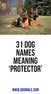 31 Dog Names Meaning Protector Dog Names German Dog Names Dog Names Male