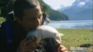After stumbling upon a dead. All The Wildest Things Bear Grylls Has Done From Drinking Pee To Sleeping Inside A Camel Thenewstrace