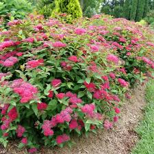 Check spelling or type a new query. Low Maintenance Shrubs For Foundation Plantings Garden Crossings
