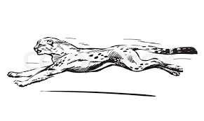Drawing lessons drawing techniques drawing tips art lessons drawing ideas drawing for kids art for kids kid art directed drawing. Running Cheetah Hand Drawn Vector Stock Vector Colourbox