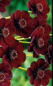 Chocolate Cosmos Garden Cosmos Chocolate Chocolate Cosmos Cosmos Flowers Chocolate Cosmos Flower