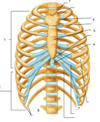 The thorax is a part of an animal's body that is between the head and the abdomen. Bony Thorax Diagram Quizlet