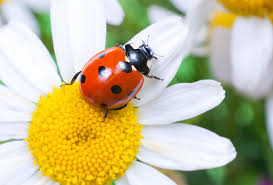 Lovely Little Ladybugs