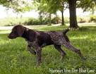 German Shorthaired Pointer - Puppies for Sale