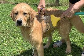 How To Train A Golden Retriever Puppy Growth Training Timeline