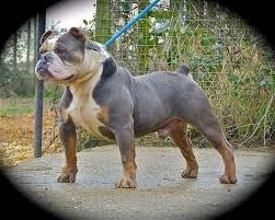 The head piece of the olde english bulldogge (also known as the old english bulldog) is moderately sunken in and has a medial furrow. Old English Bulldog Alchetron The Free Social Encyclopedia
