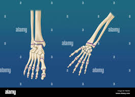 Image result for Hand Growth Plates