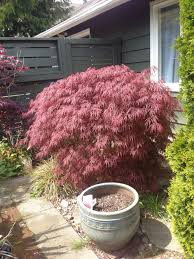Some of the most reviewed products in ecoborder landscape edging are the ecoborder 4 ft. Japanese Maple From Costco Plants Japanese Maple Garden