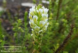 Image result for Hebenstretia dentata