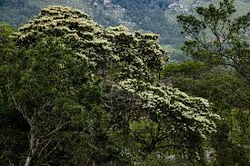 Image result for Craibia zimmermannii