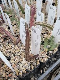 Image result for Euphorbia schinzii