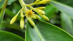 Image result for Bruguiera