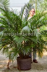 Image result for Chamaedorea cataractarum