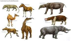 South American Hoofed Mammals Mammal Like Dinosaurs Wallpaper Image Prehistoric Animals Extinct Animals Mammals