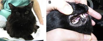 The liver processes the fat into a fuel called ketones, which causes the blood to become acidic. Updates In Feline Diabetes Mellitus And Hypersomatotropism Veterinary Clinics Small Animal Practice
