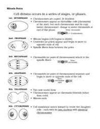 Just like in mitosis, the parent cell uses this time to prepare for cell division by gathering. Mitosis Notes 7th 9th Grade Worksheet Mitosis Biology Worksheet Mitosis Activity