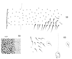 3.0k members in the moishub community. Subisotoma Asiatica Martynova 1970 Plazi Treatmentbank